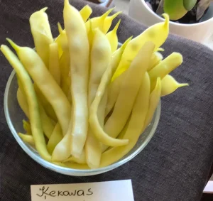 Ķekavas Marutas kāršu gan sviesta, gan lobāmās pupiņas